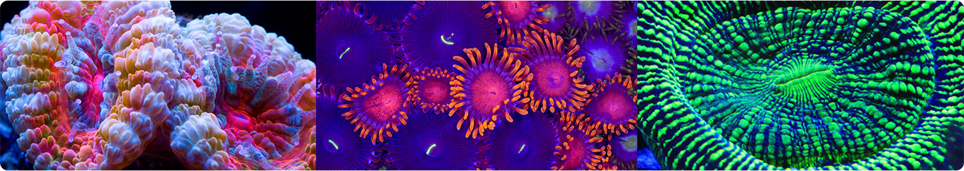 Hydra&reg; Edge ����