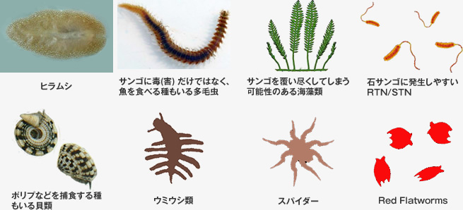 効果的に除去できる生物