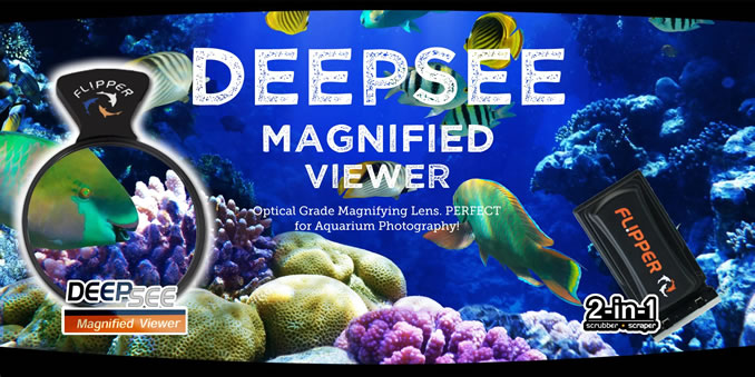 deepsee
