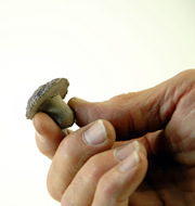 プラグ / スタンド関連