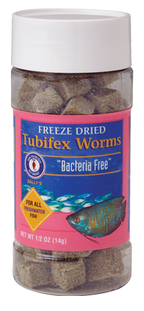Tubifex Worms