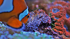 フィッシュフードとして