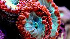 DKI コーラルイメージ