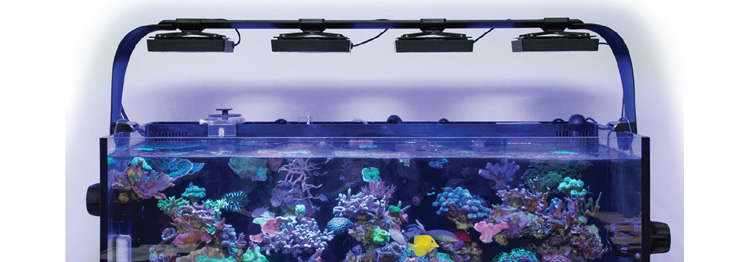 �q���������� G4 �C���[�W