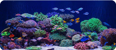 LSS Laboratory ｜ Kessil