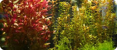 KessilLED �̃V�[�����X�ȐF�̍���