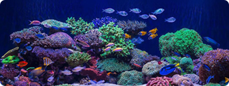 Kessil TUNA BLUE �X�y�N�g���E��