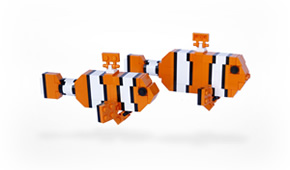 Pair Clownfish, Male&Female