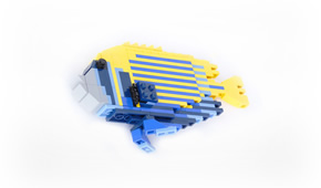 Small Emperor Angelfish