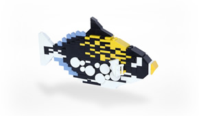 Clown Triggerfish