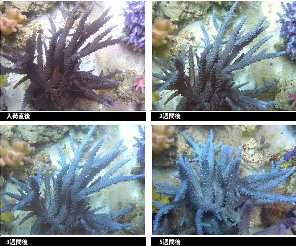 珊瑚の変化 イメージ